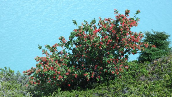 Ciruelillo tree