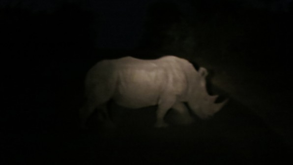 White rhino, best picture possible :(