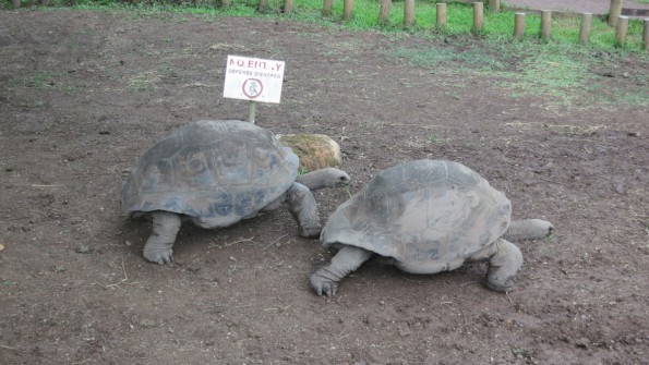 Tortoise race!