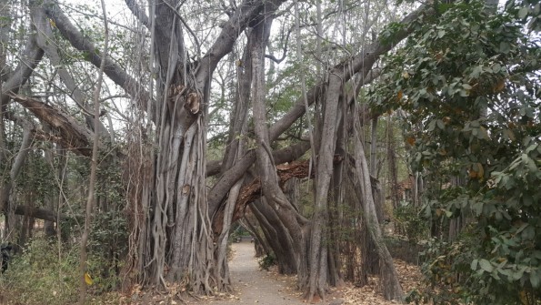 A banyan tree, in which some branches become roots