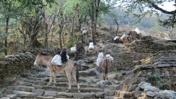 Donkeys carry supplies (or just chillout)