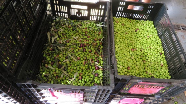 Freshly gatherer olives