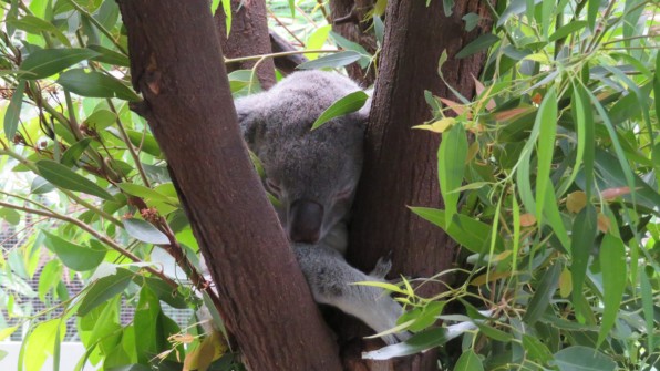 Koala sleep 20 hours a day
