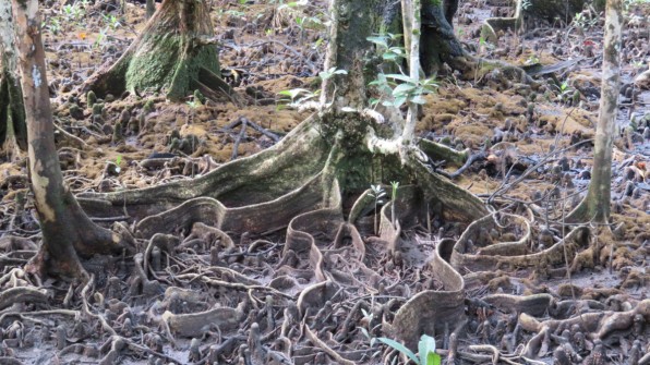 Snake roots