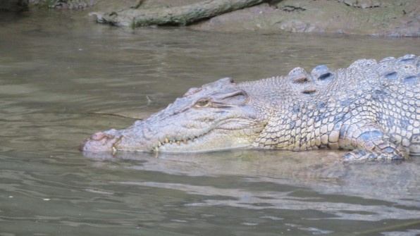 Momma crocodile