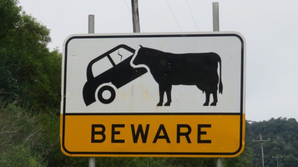 Beware of car eating cows