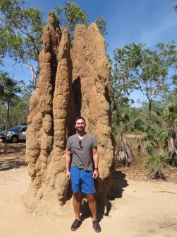 Termite palace